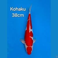 KOHAKU 38CM