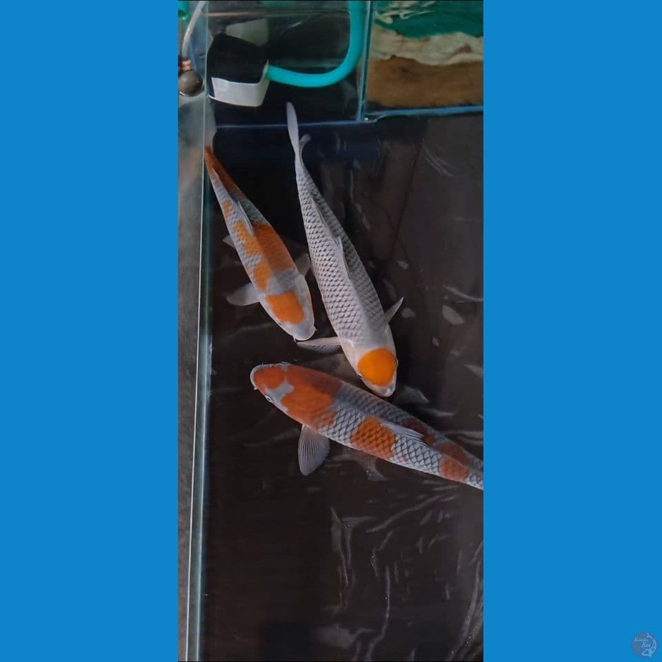 SHQ ORYGINAL OCHIBA 3EKOR 40_44_45CM TANCHO NYA SHOW QUALITY 