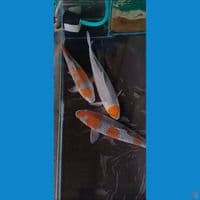 SHQ ORYGINAL OCHIBA 3EKOR 40_44_45CM TANCHO NYA SHOW QUALITY 