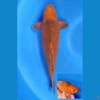 CARAMEL RING CAKEP  HQ 31CM Suspect Male
