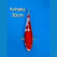 KOHAKU 30CM