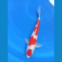 Maruten kohaku 