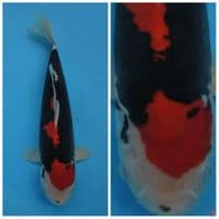 Kumonryu F1 marusai bahan keep 30cm male 
