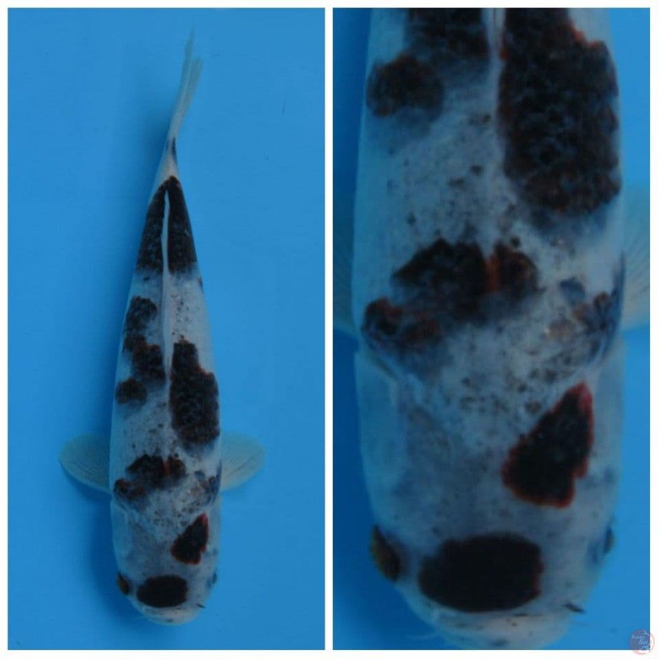 Gomo F1 marusai male size 30cm