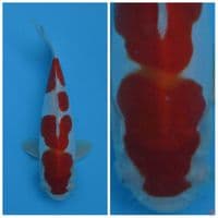Kohaku Super doitsu murni F1 sakai male 20cm 