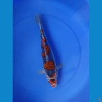 ghosiki 38cm