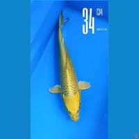 Ogon 34cm Line momotaro