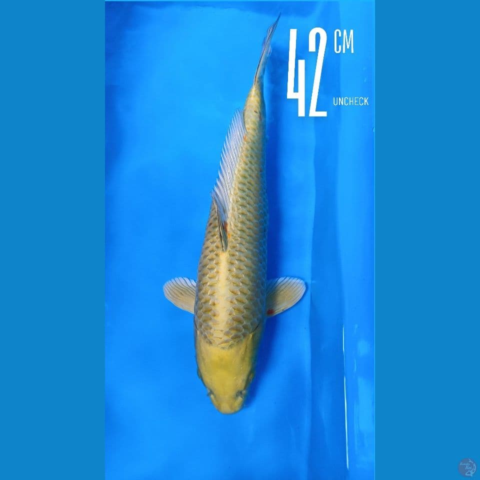 Ogon 42cm Male