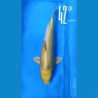 Ogon 42cm Male