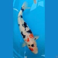 F1 Showa jumbo 60 cm