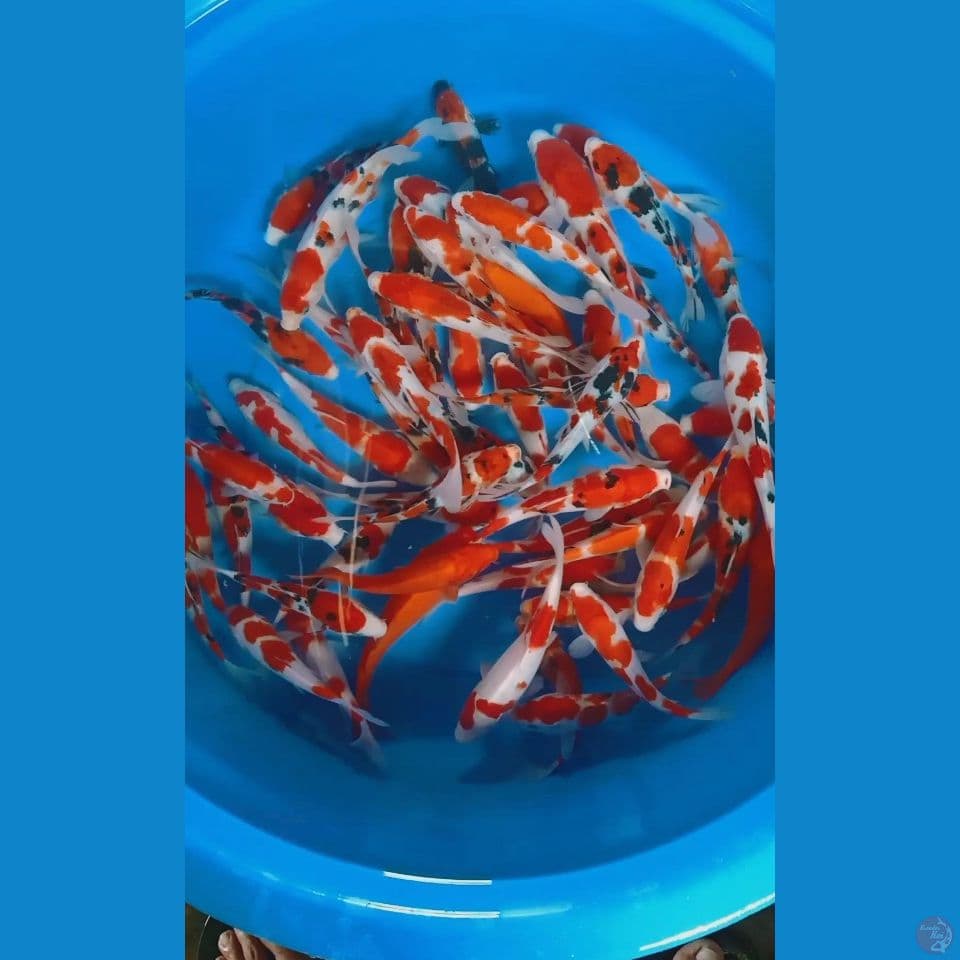 mix 60 ekor 15 20 cm 