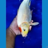 tancho good skin 34 cm male body joss. 