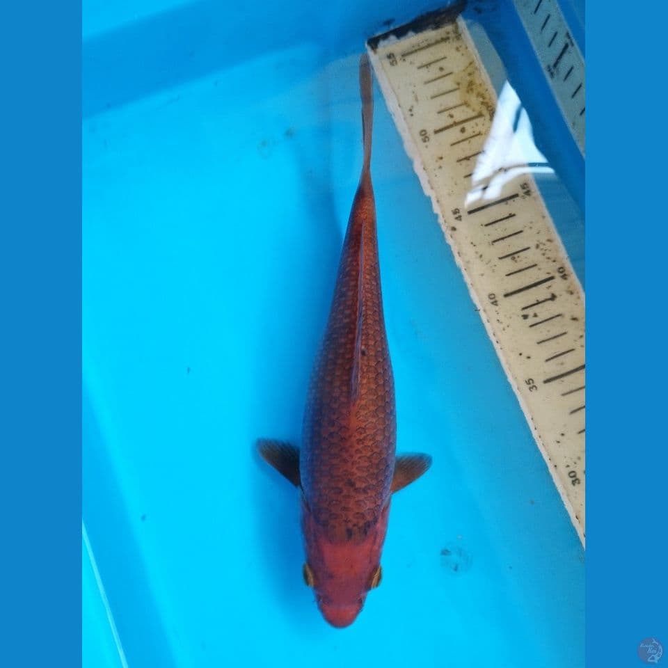 karamel 29cm