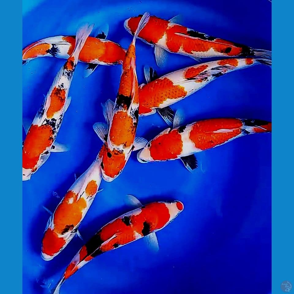 8 tategoi showa DNA import 30-33cm
