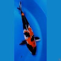 34cm showa sansoku 