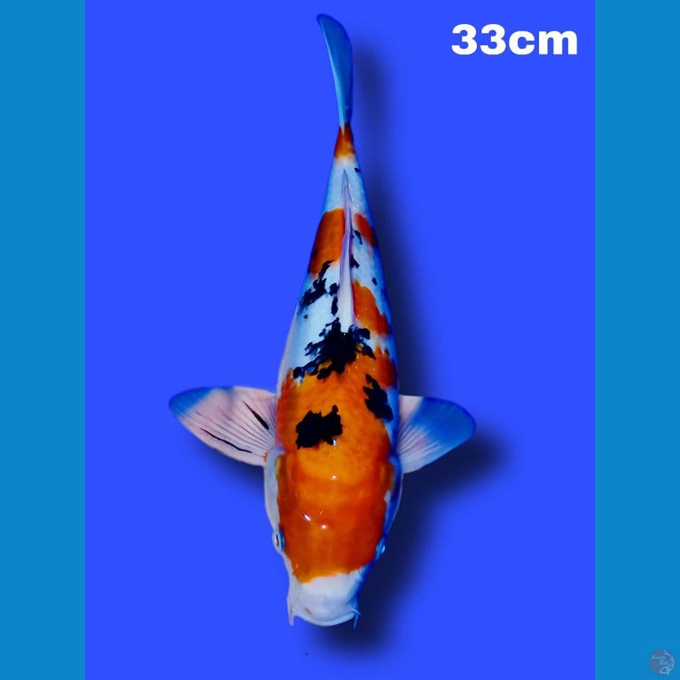 sanke 33 cm
