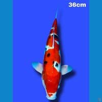 Sanke 36 cm 