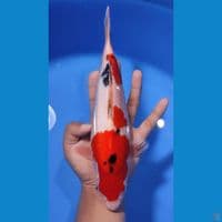 SANKE HQ RED STRONG - MUNUK -25CM- MALE 