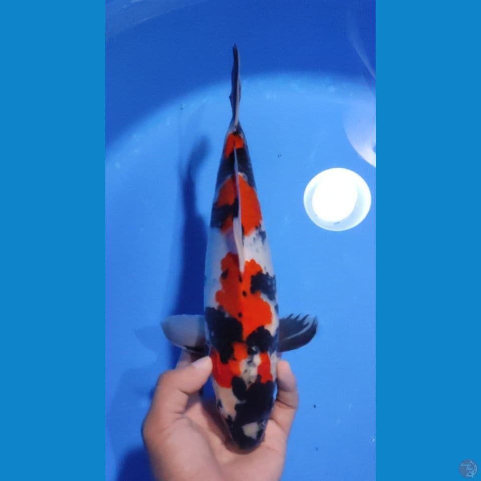 SHOWA HQ RED STRONG 30CM - MALE 