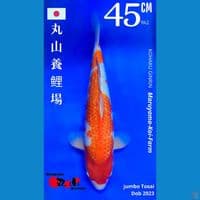 KOHAKU GINRIN MARUYAMA DOB 2023 MALE