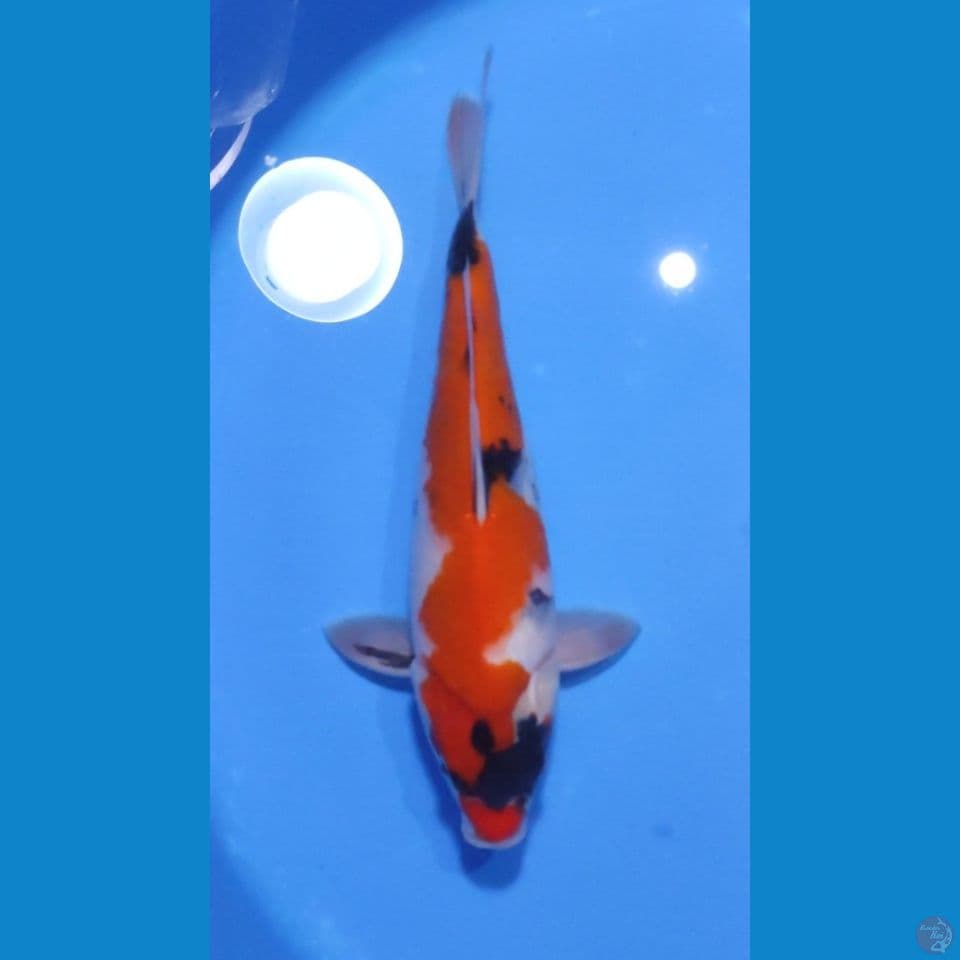 SHOWA MUNUK - TATEGOI 30CM - MALE