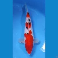 SANKE HQ 23CM - FEEMALE 