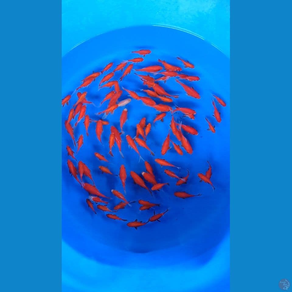 TAMASABA 