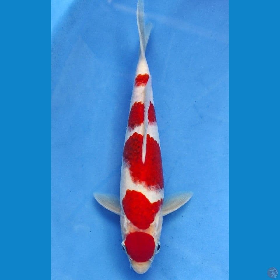 original aigoromo 26cm