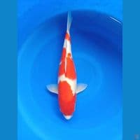 kohaku FM original 44Cm