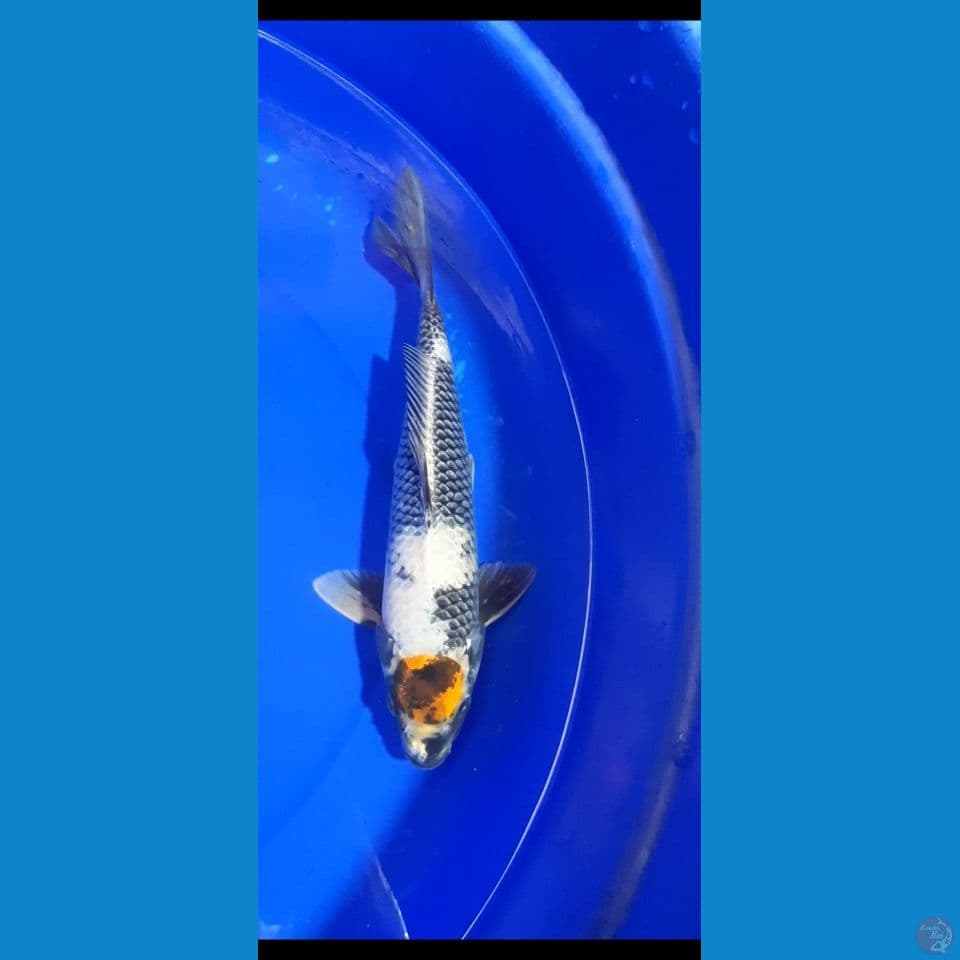 TANCO KIN SHOWA 30CM(MALE)
