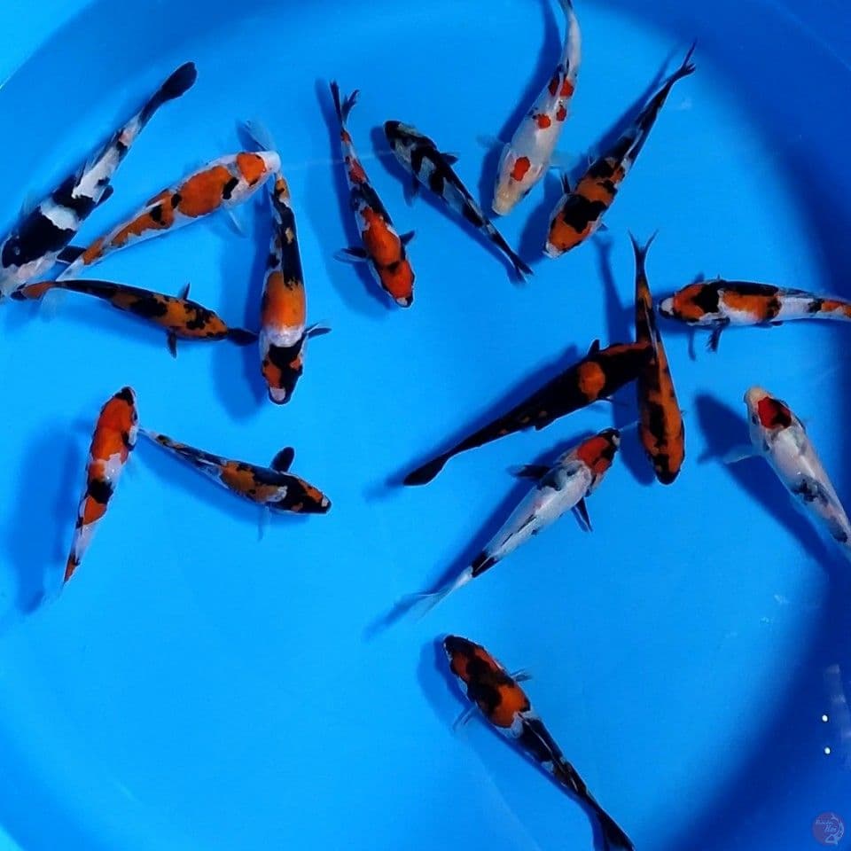 PAKET 12-15CM 16EKOR