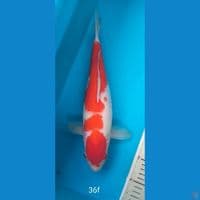 kohaku 36cm