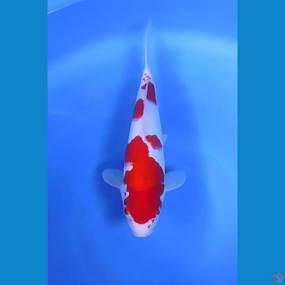 Kohaku Original Mantap 35cm Betina 