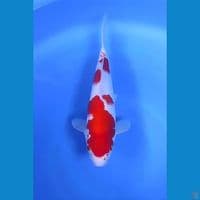 Kohaku Original Mantap 35cm Betina 