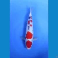 Maruten Sanke Original 32cm Betina 