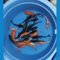 mix koi