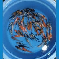 mix koi
