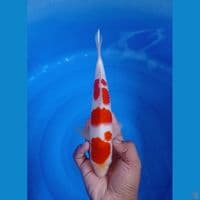 CS1_KOHAKU RED STRONG_27CM