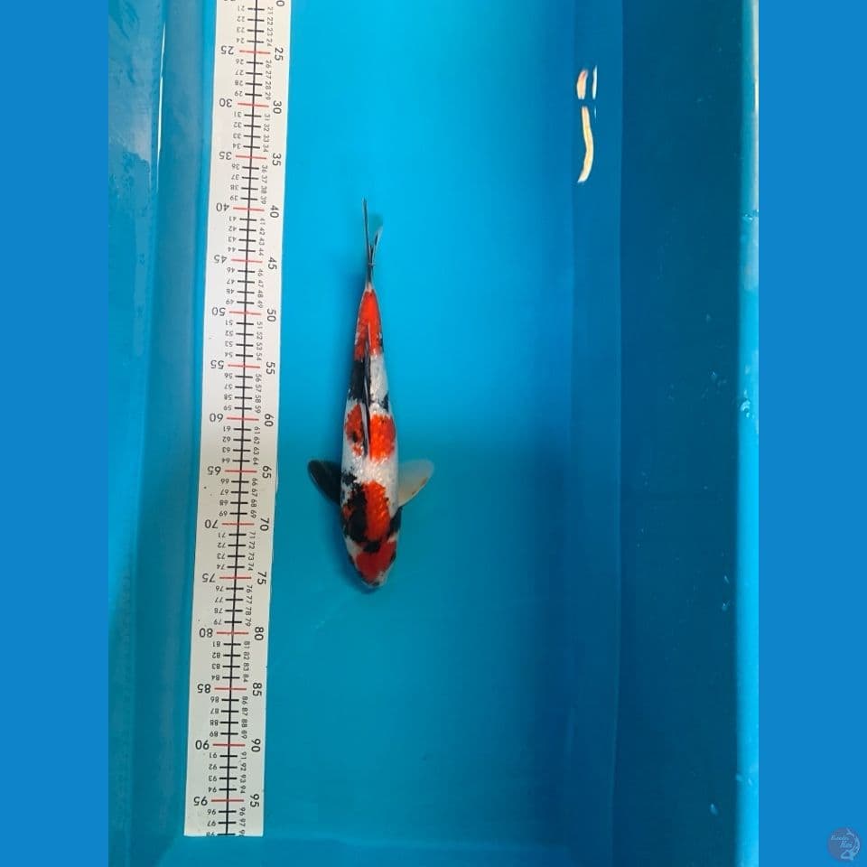 showa ginrin male 36cm ori no cut