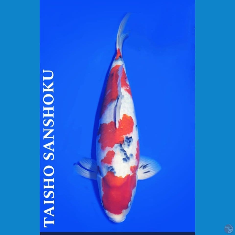 56 cm Indukan import sertifikat Taisho Sansoku 
