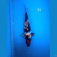 showa 31cm