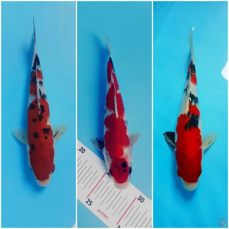 sanke merah strong dkk 22 23 25.cm