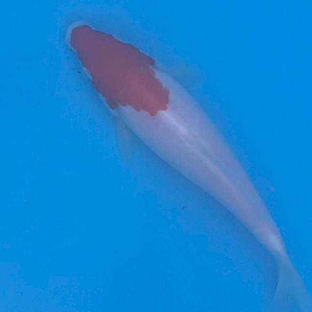 Kohaku Topeng 