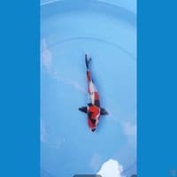 Doitsu Orie