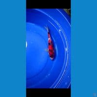 super showa skin halus merah darah. 30 cm 