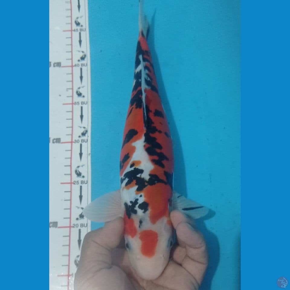 DOITSU 34CM