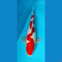 kohaku inazuma 40up jantan 