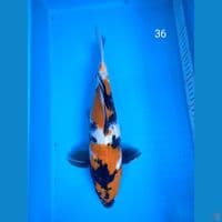 showa 36cm