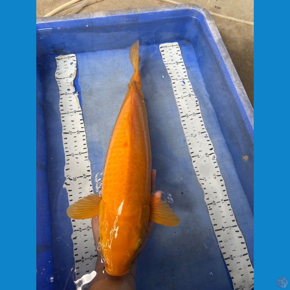 v4- karashi jumbo 47 cm