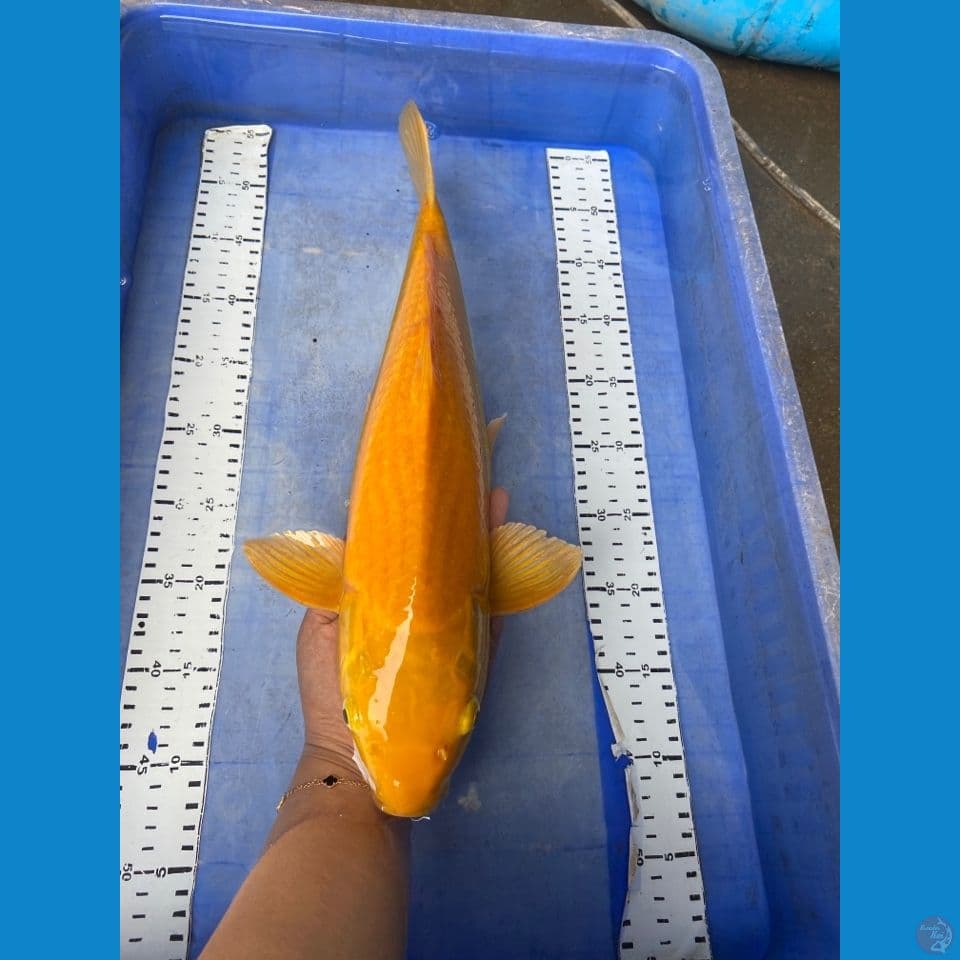 v5 jantan 44 karashi punuk